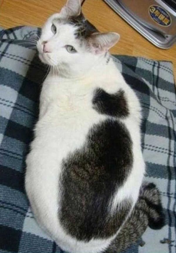 Cat within a cat 1
