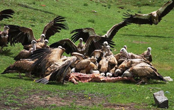 Sky Burial