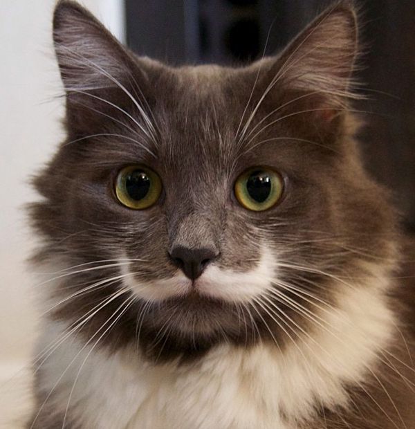 The Mustache cat