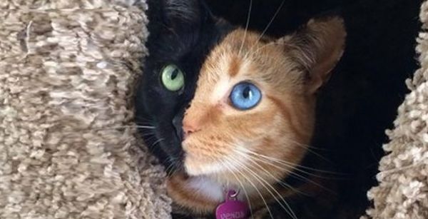 The two-faced cat 2