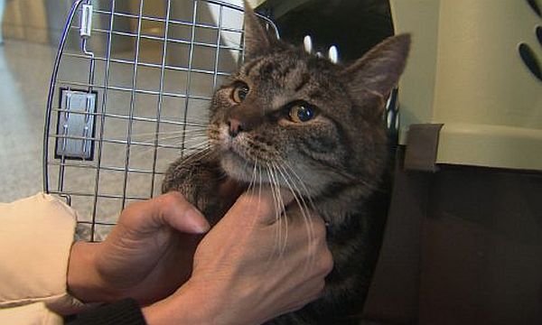 A cat in the cockpit