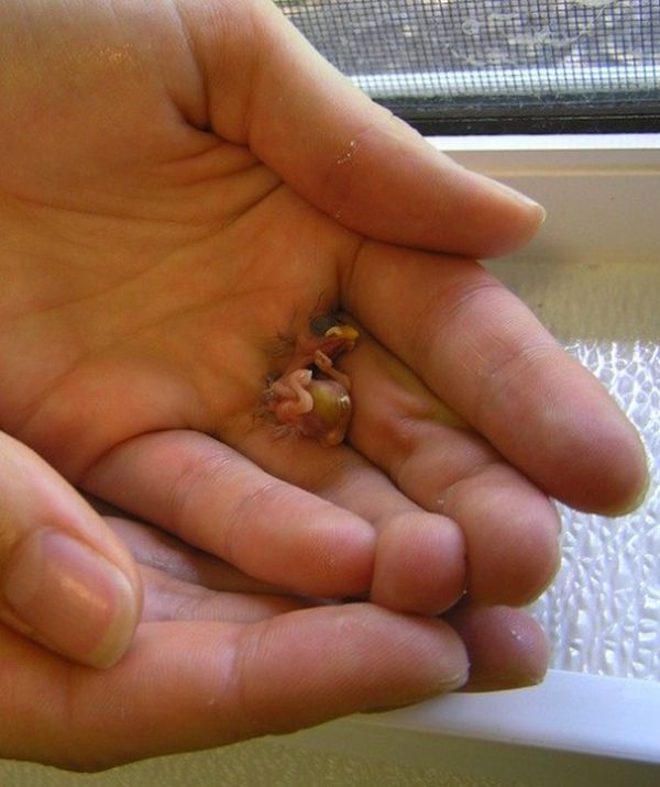 Akepa Chick – the smallest bird