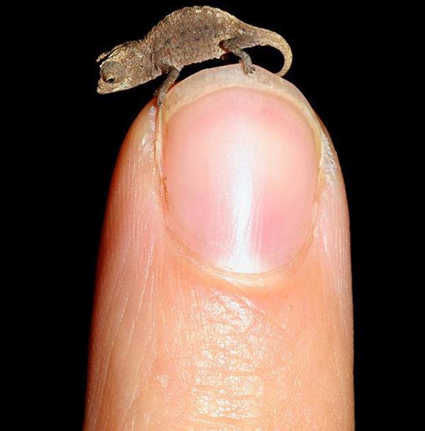 Brookesia Mica Chameleon