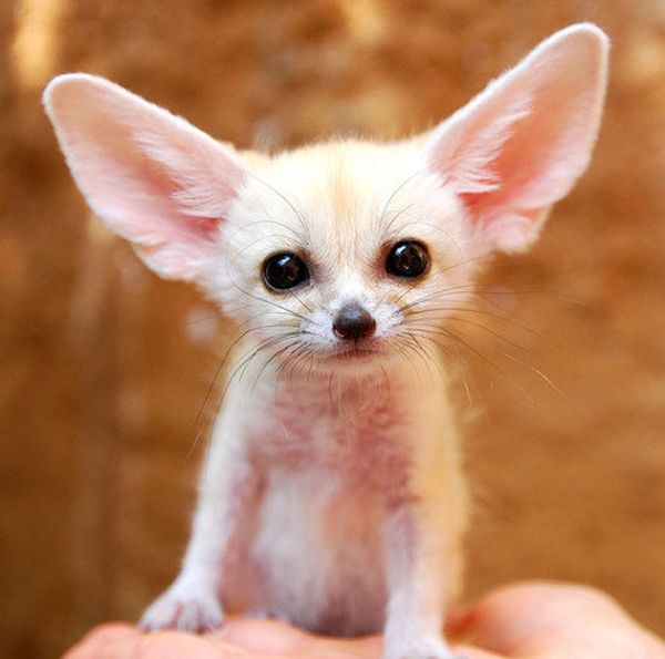 Fennec Fox