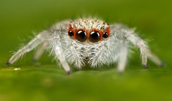 Jumping spiders