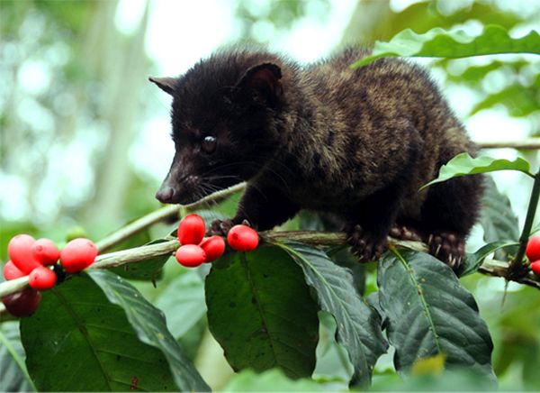 Kopi Luwak