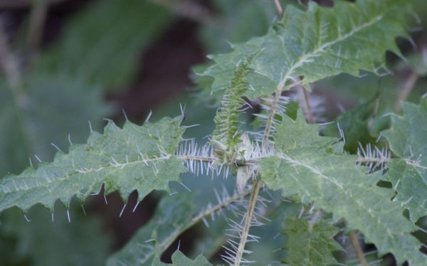 New Zealand  Tree Nettle