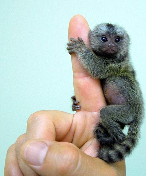 Pygmy Marmoset Monkey