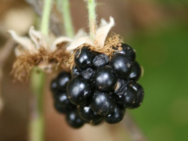 The Himalayan Blackberry