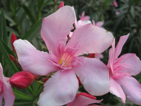 The Oleander