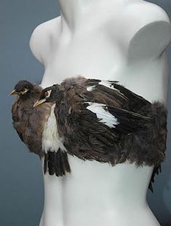 The bird bra