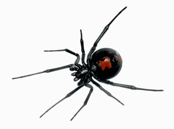 The black widow spider