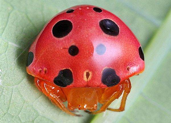 The ladybird spider is also called Paraplectana