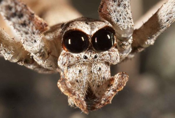 The ogre faced spider