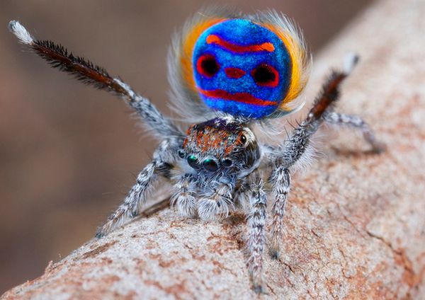The peacock spider
