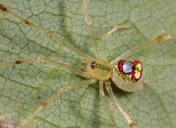 The sequined spiders