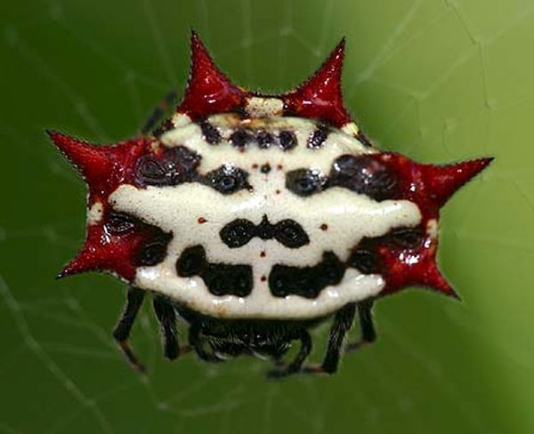The spiny orb weaver