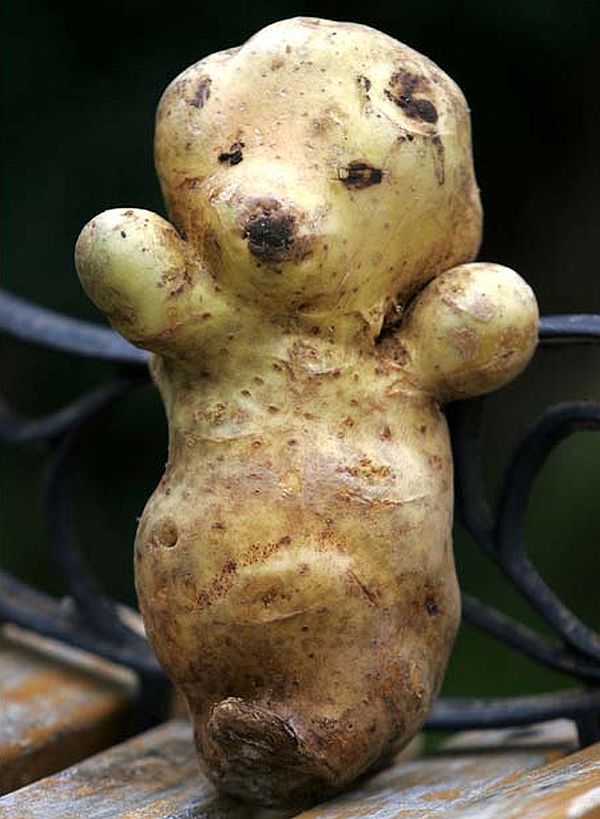 Bear shaped potato