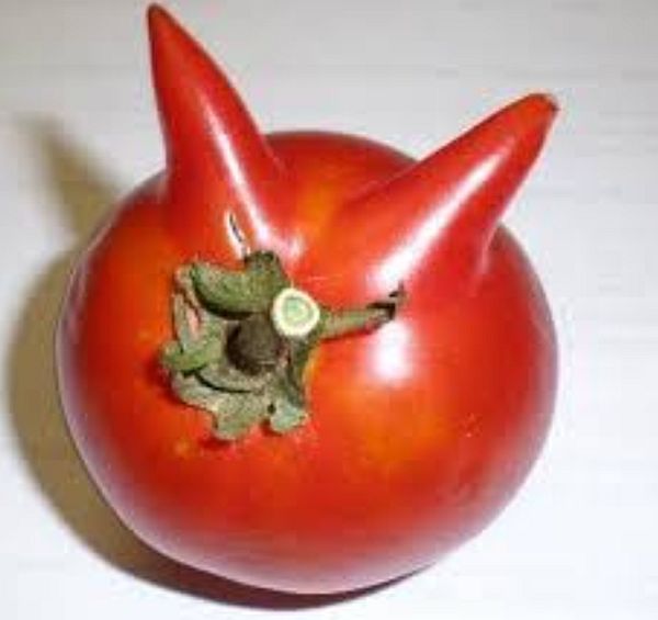 Evil tomato