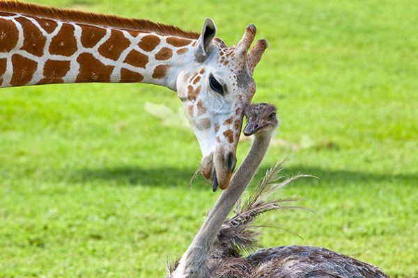 Giraffe and Ostrich