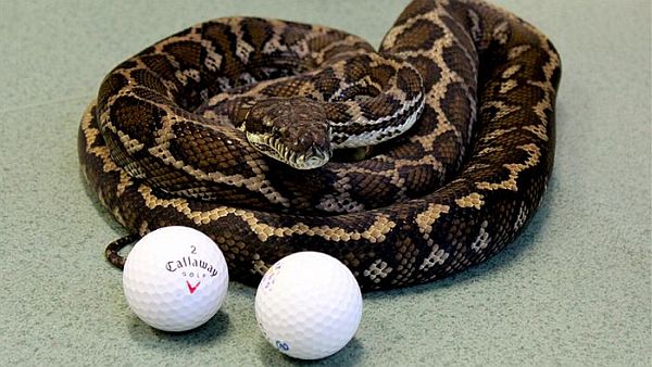 Golf Balls from a Snake’s Gut