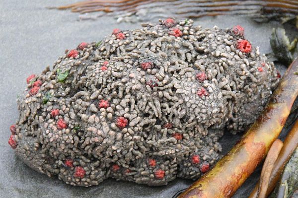 Pyura Chilensis