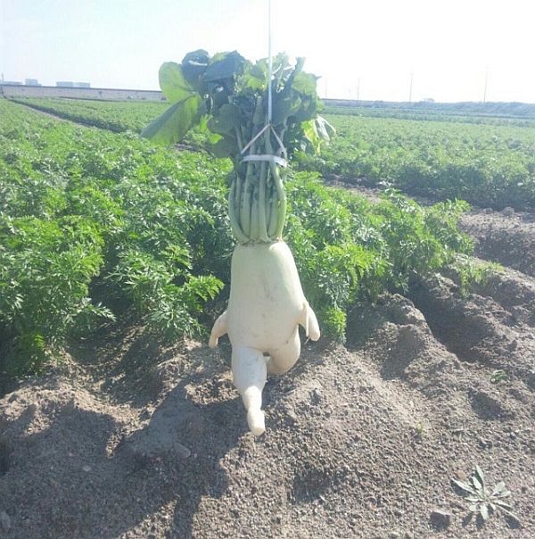 Running radish