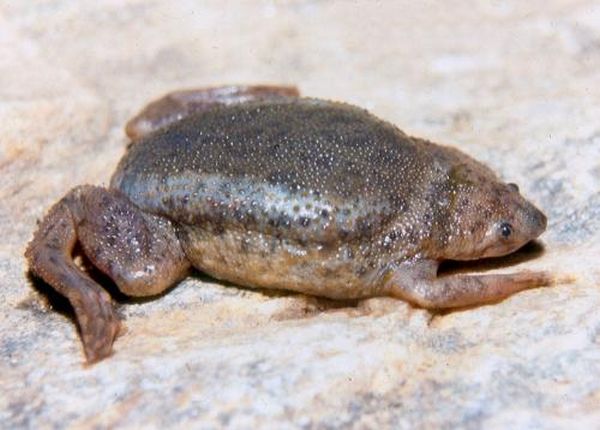 Surinam Toad