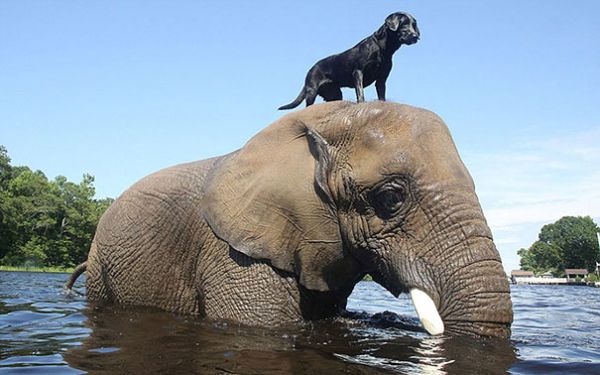 The Elephant and the dog