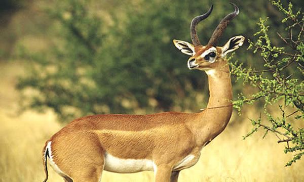 The Gerenuk