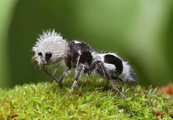 The Panda Ant