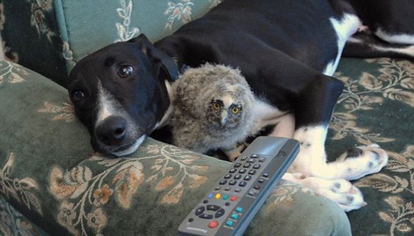 The dog and the owl