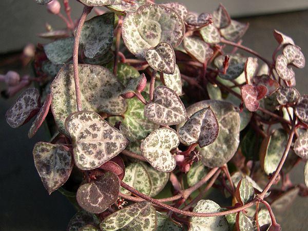 Ceropegia woodii