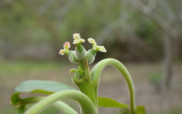 Femenina Flor