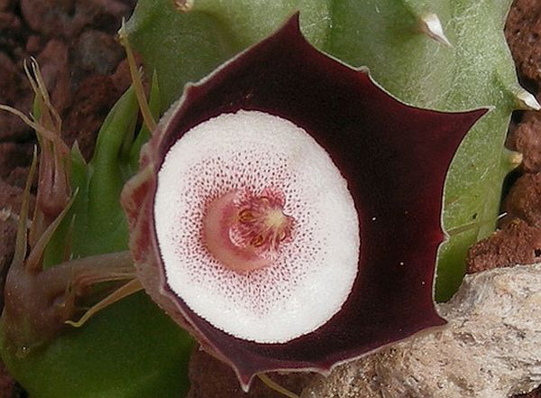 Huernia Oculata