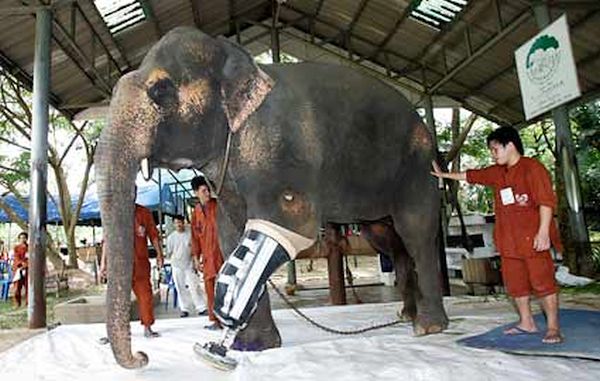 Motala the Elephant