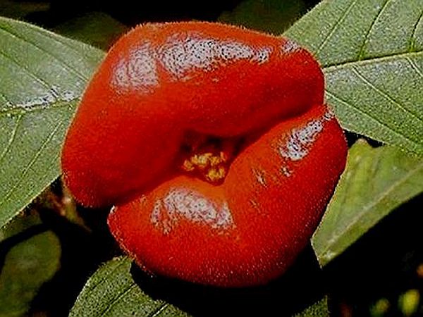 Psychotria Elata