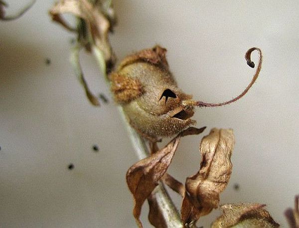 Snap Dragon Seed Pod