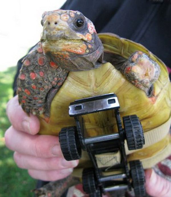 Tonka the Turtle Wheels