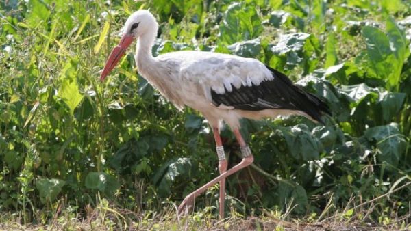 Uzonka the Stork