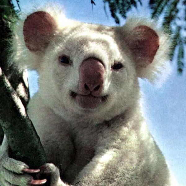 Albino Koala