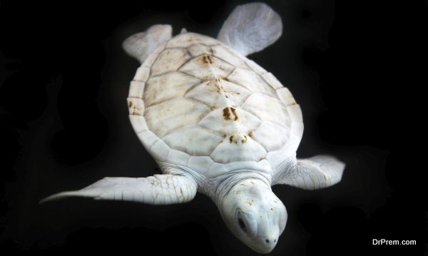 Albino Turtle