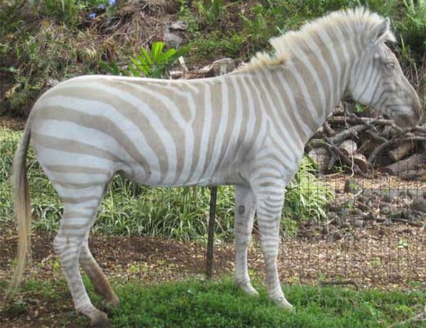 Albino ZEBRA