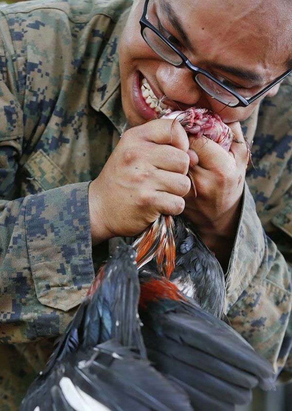 A U.S. Marine kills a chicken with his teeth during a jungle survival exercise with the Thai Navy as part of the "Cobra Gold 2013" joint military exercise, at a military base in Chon Buri province February 20, 2013. About 13,000 soldiers from seven countries, Thailand, U.S., Singapore, Indonesia, Japan, South Korea and Malaysia are participating in the 11-day military exercise. REUTERS/Damir Sagolj (THAILAND - Tags: POLITICS MILITARY SOCIETY)