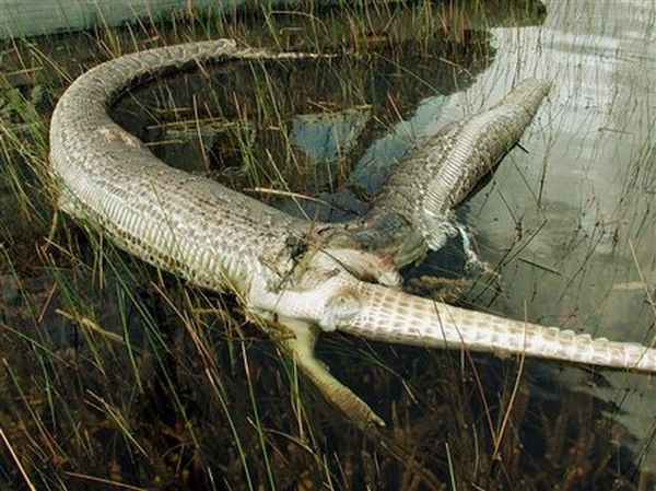 Python burst as it tried to eat an alligator