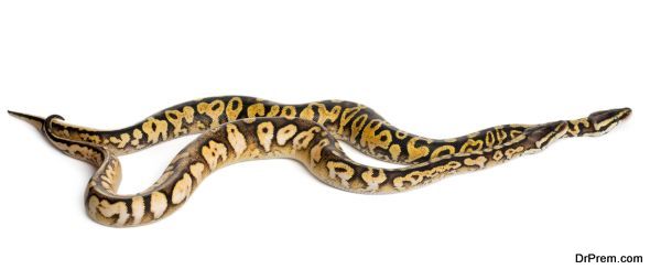 Male and female Pastel calico Royal Python, ball python, Python regius, in front of white background