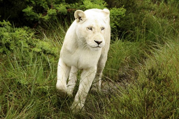 White Panther