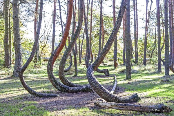 Grove of oddly shaped pine trees in Crooked Forest, Poland.