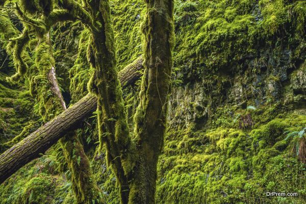 Mossy Oregon Forest