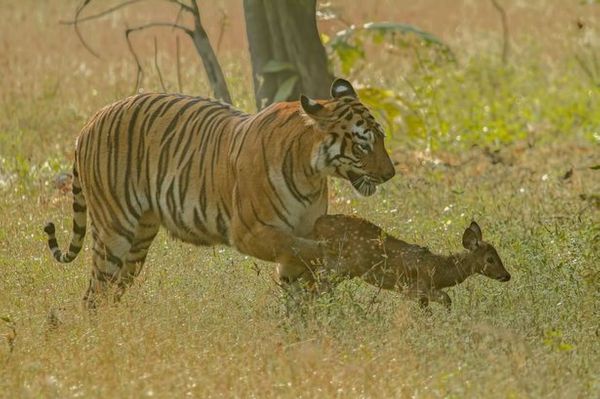 Adult Tigress and Baby Fawn